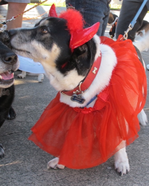 Devil at DOG-O-WEEN 1