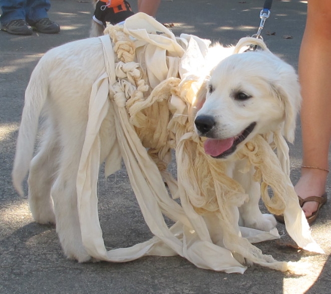 Lab as a Mummy at DOG-O-WEEN