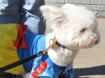 Zuzu as Snow White at DOG-O-WEEN 1