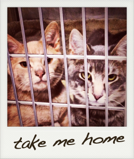cats