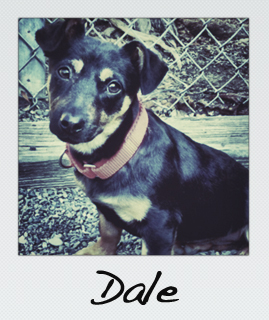 Dale