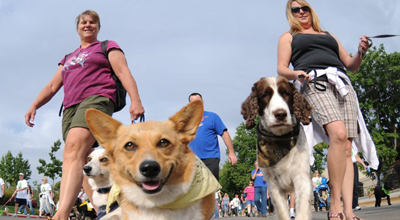 Palo Alto Dog Pack Walk