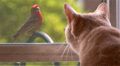 catwatchbird