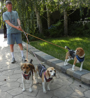 threebeagles-2