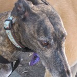 Chloe, a greyhound