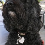 Chrissy, Black Labradoodle