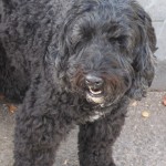 Chrissy, Black Labradoodle