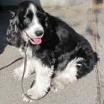 Eloise Springer Spaniel