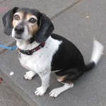 Flora with Flashing Tail