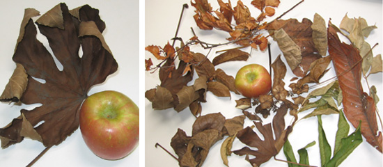 Leaves that Hal brought back compared to an apple