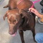 Lucy Chocolate Lab
