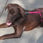 Lucy Chocolate Lab