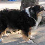 Mo, Aussie Shepherd