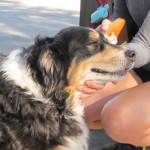 Mo when owner returns