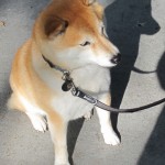 Momo Shiba Inu