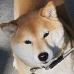 Momo Shiba Inu