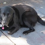 Morszi, a black lab