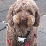 Oliver, a brown labraddodle