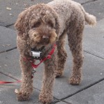 Oliver, a brown labraddodle