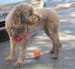 Oliver with haircut 2014