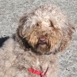 Ollie at the Farmer's Market