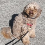 Hi my name is Ollie!!