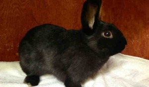 Ollie, a neutered male, black Shorthaired Rabbit.