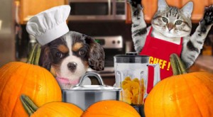 Pureed Pumpkin For Your Pets