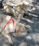 Shane & Flynn in shade
