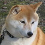 Shiba Inu closeup