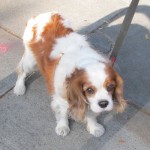 Tommy King Charles Spaniel