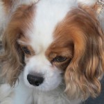 Tommy King Charles Spaniel