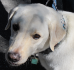 Yellow Lab May 2014