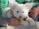 Zuzu on volunteer laps