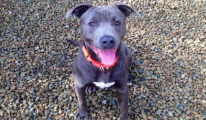 Bronco, male, blue and white American Pit Bull Terrier