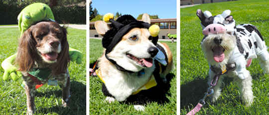 Dog-O-Ween Costume Contest