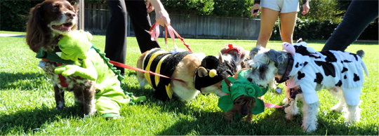 Dog-O-Ween Dog Costume Contest presented by Friends of the Palo Alto Animal Shelter