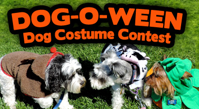 Come join us at our first annual DOG-O-WEEN costume contest hosted by Friends of the Palo Alto Animal Shelter