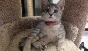 Laurie, female, gray and orange Domestic Shorthair.