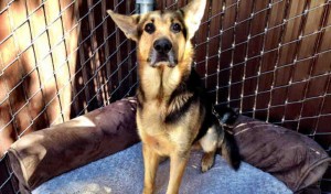 Smiley - a neutered male, black and tan German Shepherd Dog.