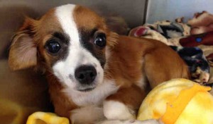 Penelope, female, tricolor Chihuahua