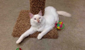 Will, male, flame point Domestic Longhair.
