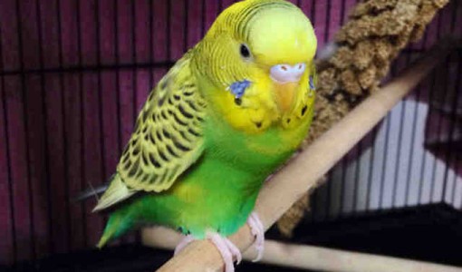 Anna, female Parakeet