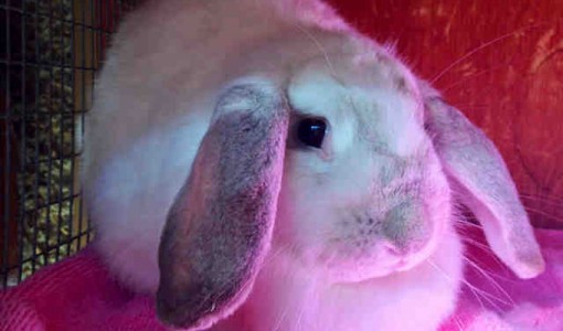 Buns, a female Holland Lop Rabbit