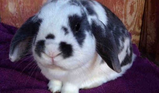 Christopher, male Rabbit