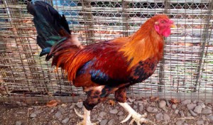Jack, Male, red and black chicken