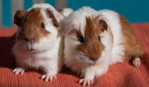 Vanilla Bean and Inspector, a pair of Guinea pigs
