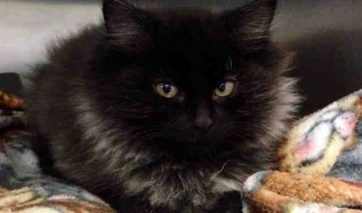 Dexter, a male, black and gray Domestic Longhair