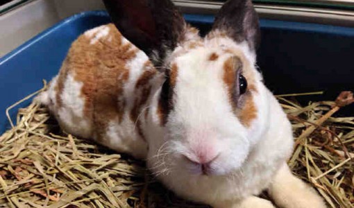 Johnny, a male, tan and white Shorthaired Rabbit