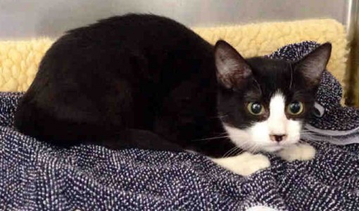 Juliet, a female Black and white Domestic Short Hair
